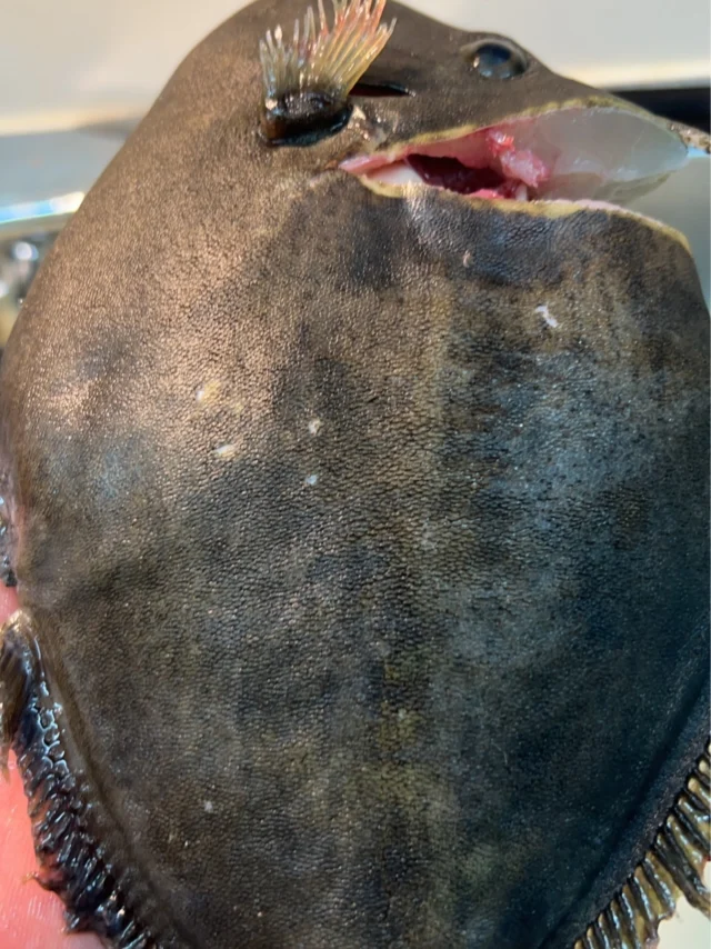 こんにちは☀️
久しぶりのカワハギです。
今週もご予約お待ちしております🍣

【ランチ】
11:30〜13:00／13:30〜15:00（二部制）
【ディナー】
18:00〜23:00

【メニュー】
🍣 おまかせ12貫コース　9,500円
🍣 おまかせ15貫コース　12,000円
🍣 厳選おまかせショートコース　12,000円
🍣 握り多め大将厳選コース　21,000円
🍣 大将の厳選おまかせコース　23,000円

ご予約はプロフィールリンク、または公式HPより📩

───────────
#自由が丘 #目黒線グルメ #東横線ディナー 
#鮨屋 #寿司屋