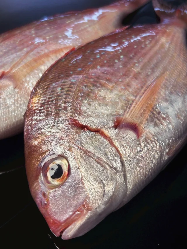 🍣 自由が丘の隠れ家 江戸前鮨

6mの檜カウンターで味わう
大将のおまかせコース。

本日は若干お席ございます。
ご予約お待ちしております🌸

Hidden Edo-style sushi in Jiyugaoka, Tokyo.
Omakase experience at a 6m hinoki counter.

ご予約はプロフィールリンクより📩
Reservations from the link in bio.

#自由が丘グルメ
#自由が丘寿司
#江戸前鮨
#omakase
#tokyosushi