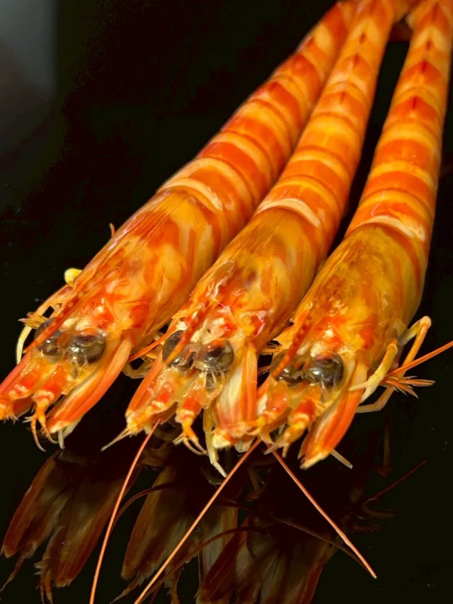 🍣 自由が丘の隠れ家 江戸前鮨
本日の一貫「クルマエビ」。

香りと甘み、
ふんわりほどける食感は
車海老だからこその一貫。

カウンターだから味わえる
出来立ての江戸前仕事をぜひ。

ご予約はプロフィールリンクより📩

—

Hidden Edo-style sushi in Jiyugaoka, Tokyo. Omakase sushi experience at a hinoki counter.

Reservations from the link in bio.

#クルマエビ #江戸前鮨 #自由が丘寿司 #omakase #tokyosushi