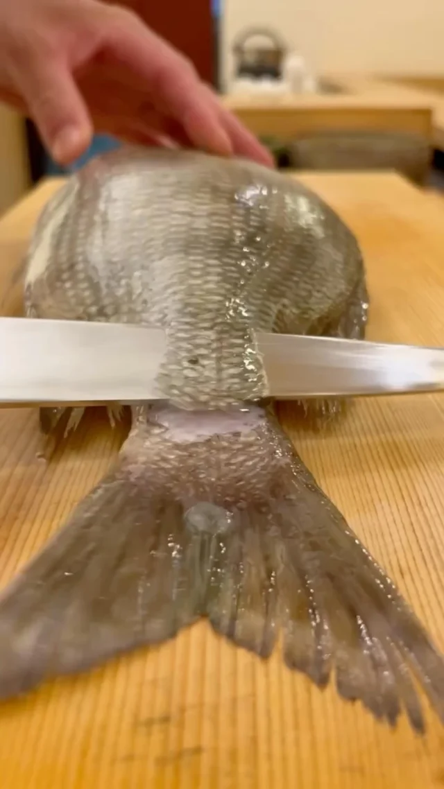 🍣 自由が丘の隠れ家 江戸前鮨

メイチダイ。

上品な脂と、
繊細な旨みを持つ旬の味わい。

皮目に沿って包丁を入れ、
身を傷めることなく丁寧にすきびき。

素材の状態を見極めながら、
一つひとつの工程に職人の技を重ねます。

—

Hidden Edo-style sushi in Jiyugaoka, Tokyo.

Meichidai (spotted knifejaw).

A seasonal delicacy prized for its delicate umami
and refined richness.

With a precise stroke of the knife,
the skin is carefully removed while preserving the delicate flesh beneath.

Each step is guided by the condition of the fish,
reflecting the quiet precision of Edomae craftsmanship.