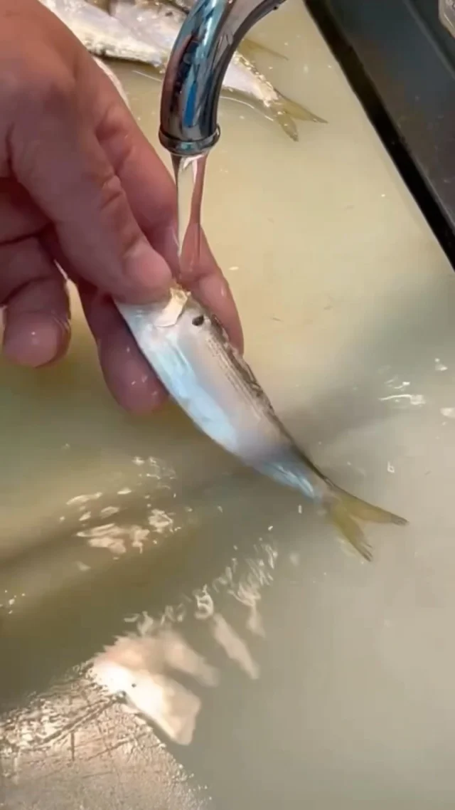 🍣 自由が丘の隠れ家 江戸前鮨

新子。

夏の江戸前鮨ならではの季節の味わい。

一尾ずつ丁寧に水洗いし、
頭を落とし、身の状態を見極めながら切り分けていきます。

小さな魚だからこそ、
一つひとつの工程に細やかな仕事を重ねて。

旬の味わいを、
おまかせコースでぜひお楽しみください。

ご予約はプロフィールリンクより📩

—

Hidden Edo-style sushi in Jiyugaoka, Tokyo.

Shinko — young kohada.

A delicate seasonal delicacy that marks the arrival of summer
in the world of Edomae sushi.

Each fish is carefully rinsed, headed, and prepared by hand,
with close attention to its delicate texture and condition.

With such a small fish, every step demands precision and care.

Enjoy this seasonal delicacy as part of our omakase course.

Reservations via the link in our profile.