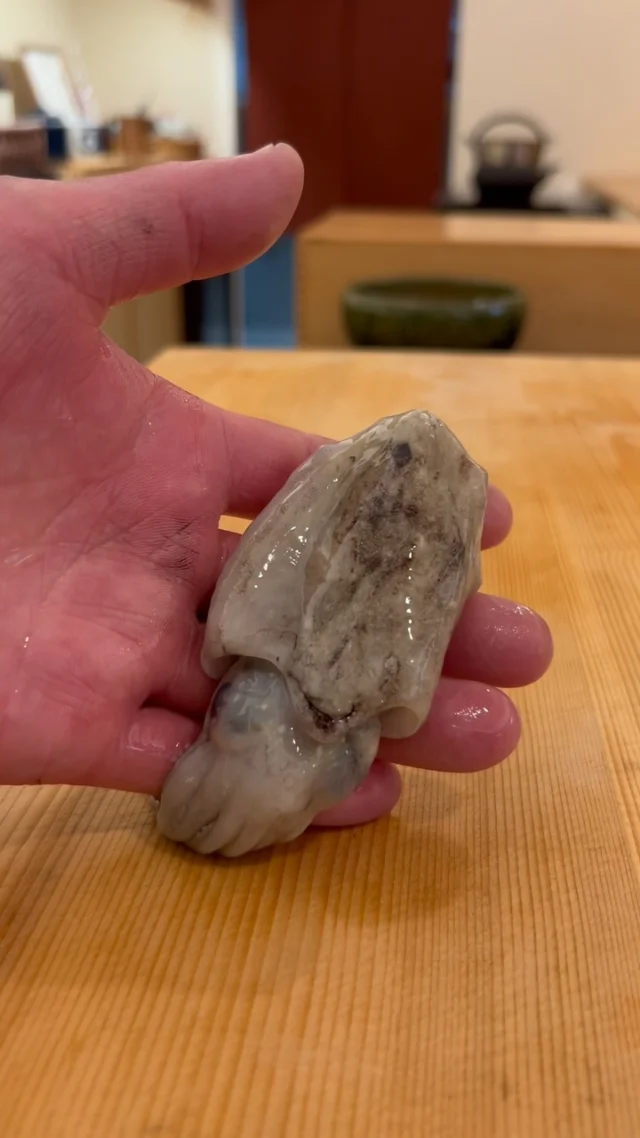 🍣 自由が丘の隠れ家 江戸前鮨

新イカ。

スミイカの子どもである新イカは、
この時季にしか味わえない、江戸前鮨ならではの季節の一品。

小さな身を丁寧に仕込み、
その繊細な食感とほのかな甘みを引き出します。

今だけ楽しめる、
季節の移ろいを感じる味わい。

おまかせコースでぜひお楽しみください。

ご予約はプロフィールリンクより📩

—

Hidden Edo-style sushi in Jiyugaoka, Tokyo.

Shin-ika — young cuttlefish.

The young form of sumi-ika (cuttlefish),
Shin-ika is a fleeting seasonal delicacy found only at this time of year.

Each small piece is carefully prepared by hand,
bringing out its delicate texture and subtle sweetness.

A taste of the season that can only be enjoyed for a short time.

Experience this seasonal delicacy as part of our omakase course.

Reservations via the link in our profile.