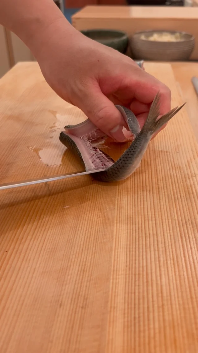 🍣 自由が丘の隠れ家 江戸前鮨

鰯。

脂がのり、
豊かな旨みをたたえる旬の味わい。

一尾ずつ状態を見極めながら、
骨際に沿って丁寧に包丁を入れ、
身を傷めることなく三枚におろしていきます。

繊細な身質だからこそ、
一つひとつの所作にも細やかな仕事を。

素材の持ち味を引き出す、
江戸前鮨の丁寧な仕込みです。

この季節ならではの味わいを、
おまかせコースでぜひお楽しみください。

ご予約はプロフィールリンクより📩

Hidden Edo-style sushi in Jiyugaoka, Tokyo.

Iwashi (sardine).

A seasonal delicacy prized for its rich umami
and beautifully fatty texture.

Each fish is carefully filleted,
with the knife following closely along the bones
to preserve the delicate flesh.

With such a delicate fish,
every movement requires precision and care.

A quiet preparation that brings out the natural character of Iwashi,
reflecting the craftsmanship behind Edomae sushi.

Enjoy this seasonal delicacy as part of our omakase course.
Reservations via the link in our profile.
